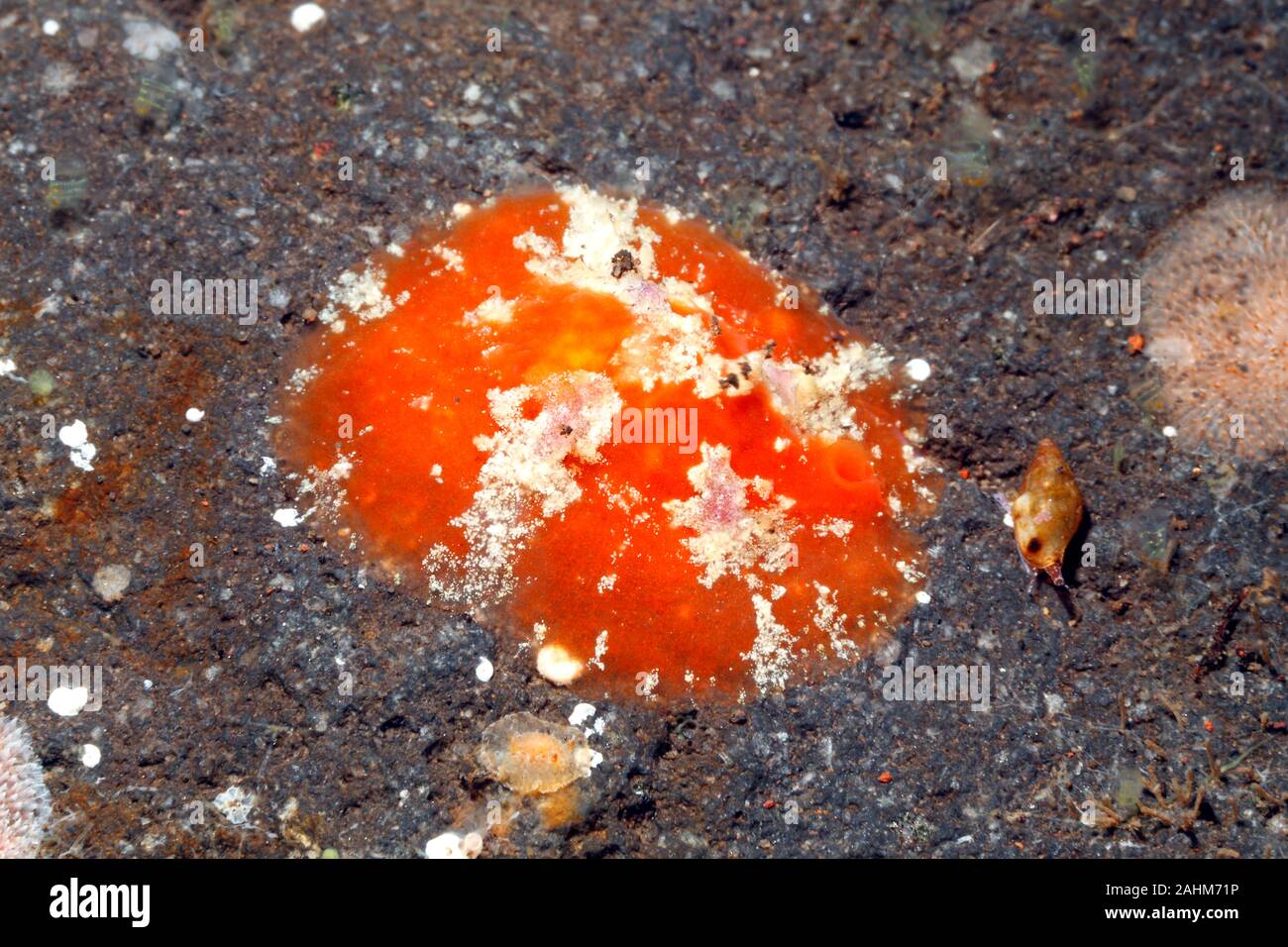 Velutinid el caracol de mar, posiblemente transparentes, Lamellaria Lamellaria perspicua. Tulamben, Bali, Indonesia. Bali, mar, océano Índico Foto de stock