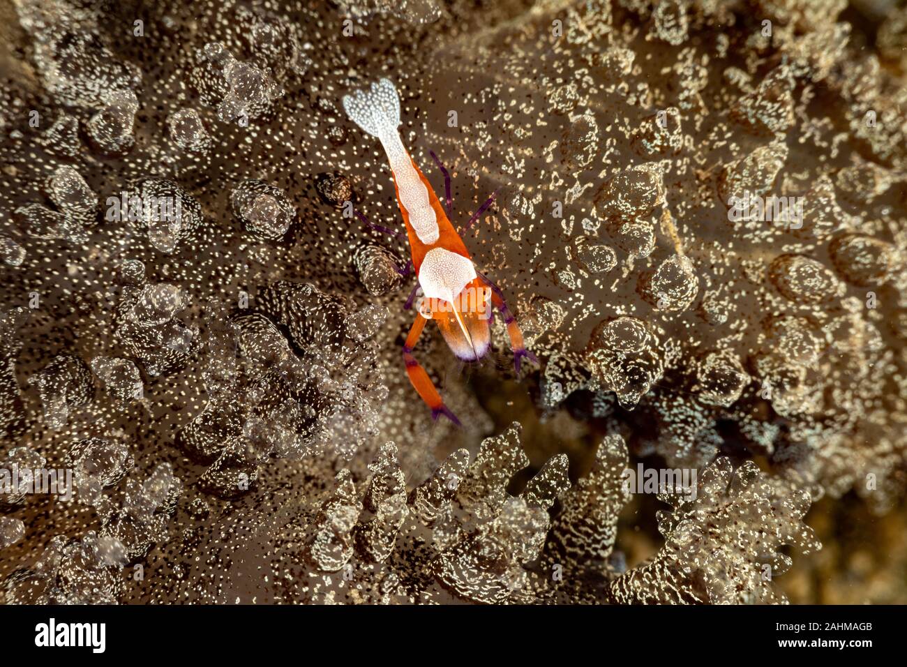 El emperador camarones, Periclimenes imperator, es un organismo de camarón con una amplia distribución en toda la región Indo-Pacífico Foto de stock