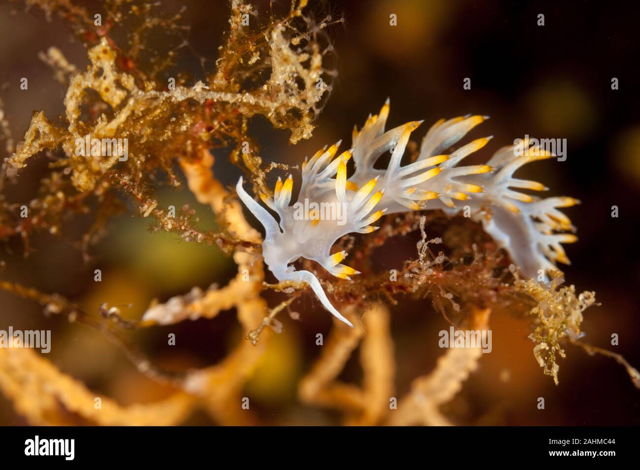 Flabellina blanco, los ríos Babai Flabellina, Luisella los ríos Babai Foto de stock