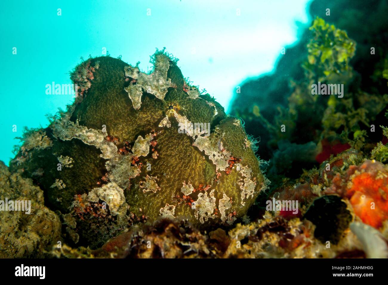 Commerson's frogfish o el gigante, Antennarius commerson frogfish Foto de stock