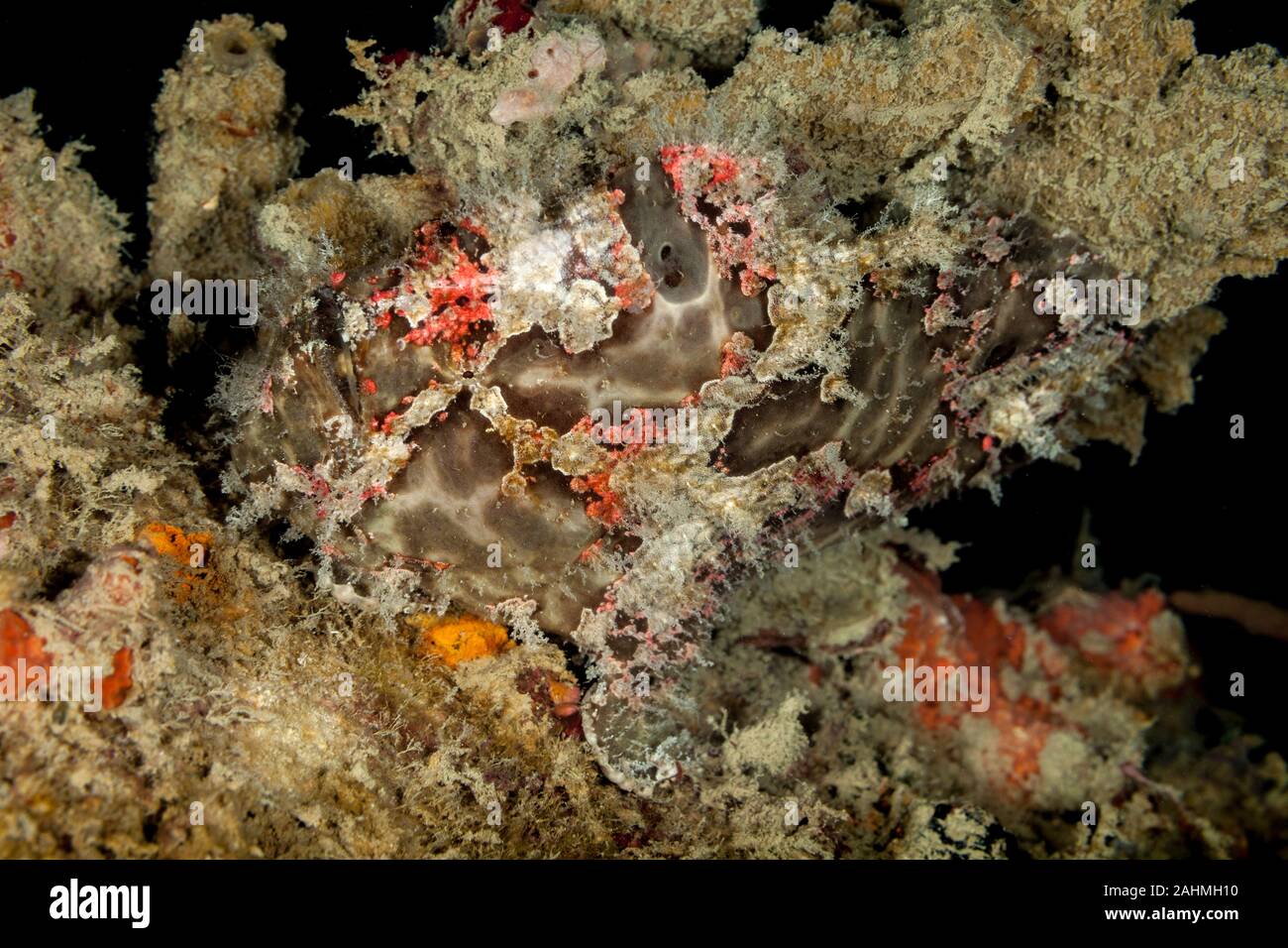 Commerson's frogfish o el gigante, Antennarius commerson frogfish Foto de stock