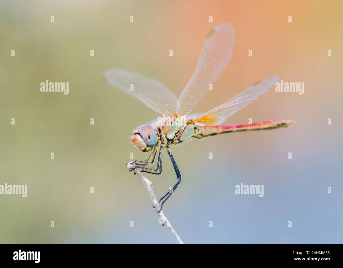 Fotografía artística de una libélula darter común descansa sobre una ramita en Creta Grecia Foto de stock