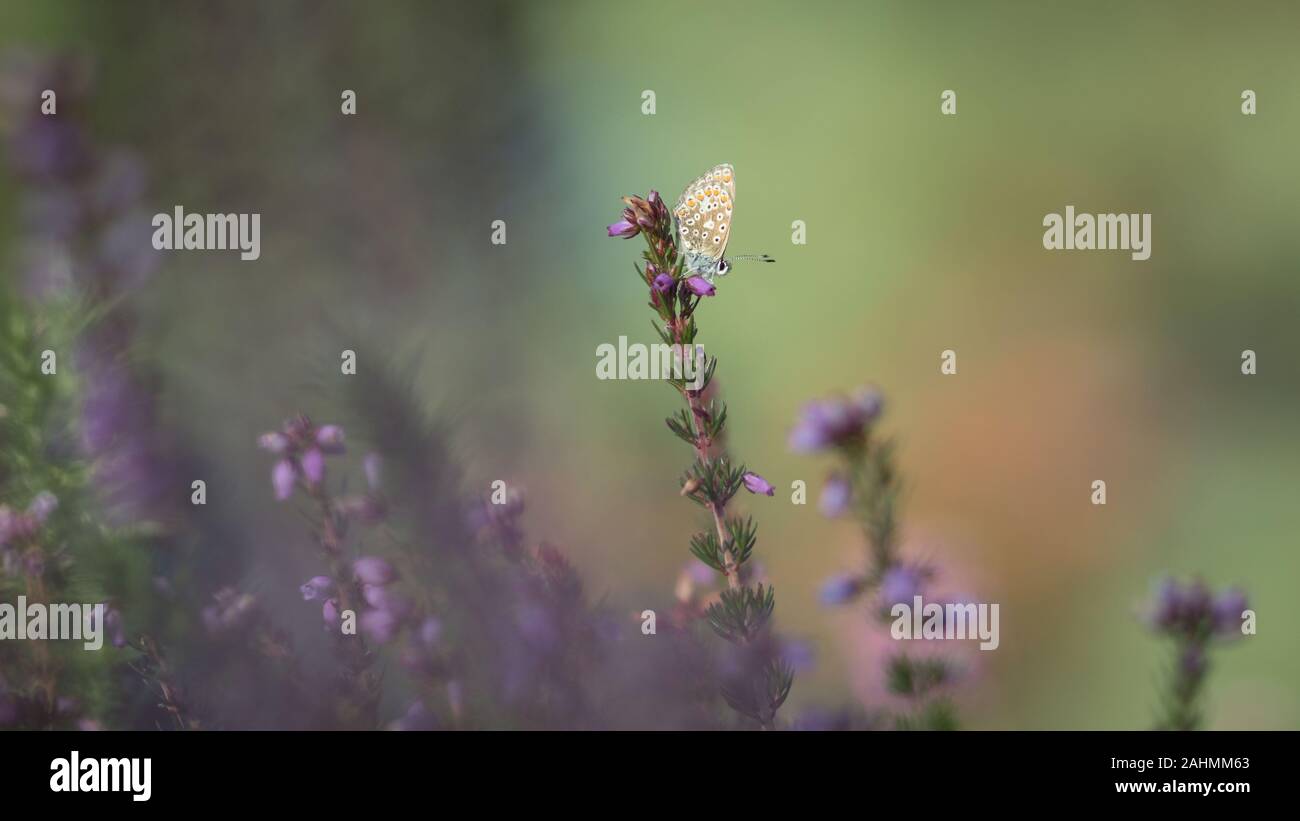 Brown argus mariposa sobre heather - gran angular con un fino arte soñador siente Foto de stock