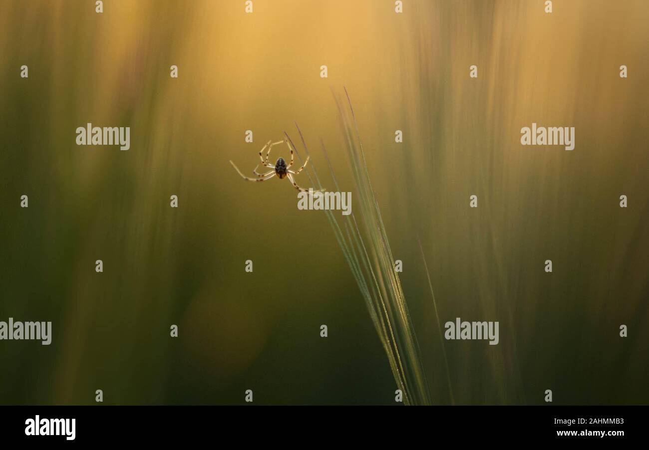 Pequeña araña sobre el césped con una luz dorada y la fotografía artística sentir Foto de stock