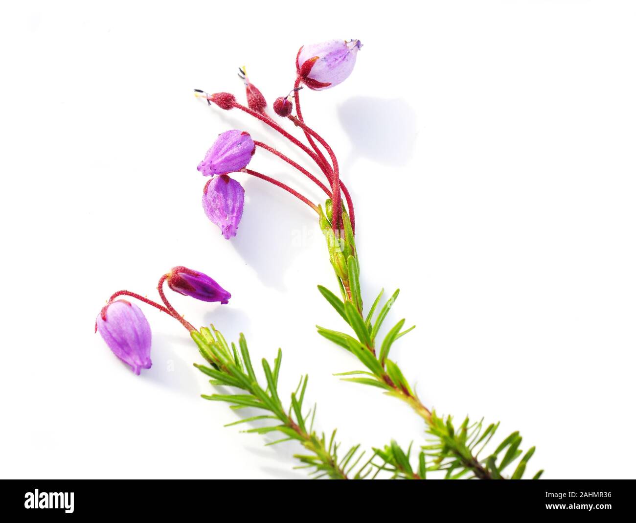 Purple Mountain heather Phyllodoce caerulea floración sobre fondo blanco. Foto de stock