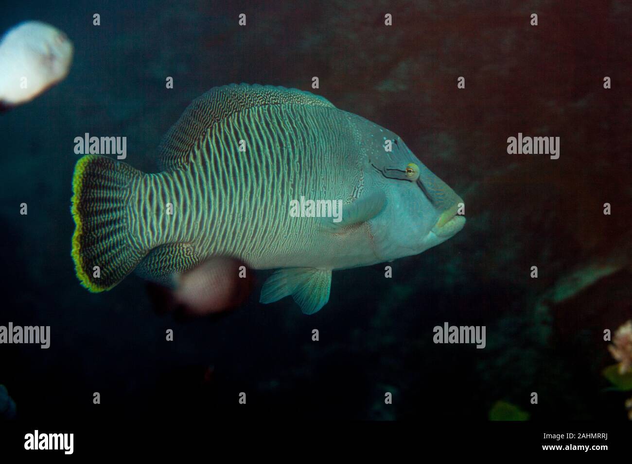El pez napoleón (Cheilinus undulatus), pez napoleón Napoleonfish Fotografía de stock Alamy El pez napoleón (Cheilinus undulatus), pez napoleón Napoleonfish Fotografía de stock Alamy