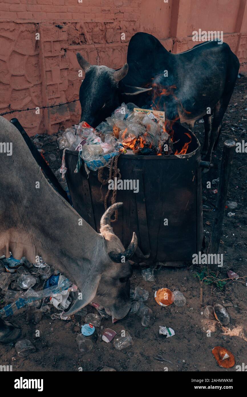 Vacas comiendo basura en la calle en la India Un problema ambiental Foto de stock