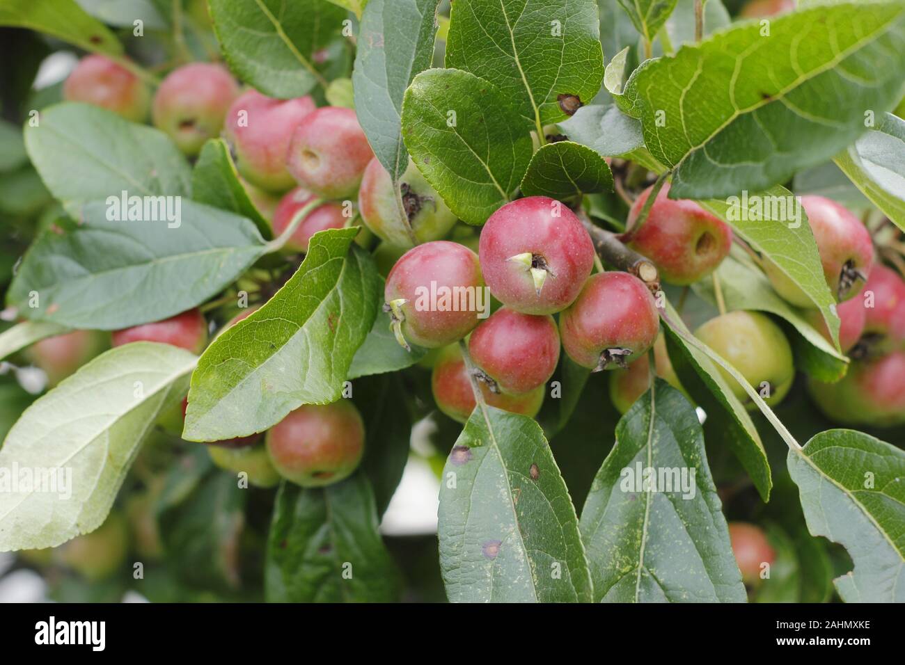Malus 'admiración' frutas de manzana en septiembre. En el Reino Unido. También llamado Malus 'Adirondack'. AGM Foto de stock