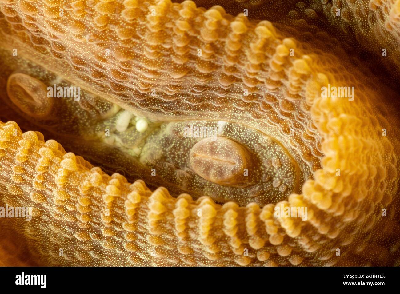 Los corales son invertebrados marinos dentro de la clase Anthozoa cnidarios Foto de stock