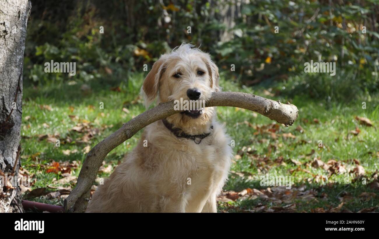 Perro Feliz fuera con un gran trozo de madera Foto de stock