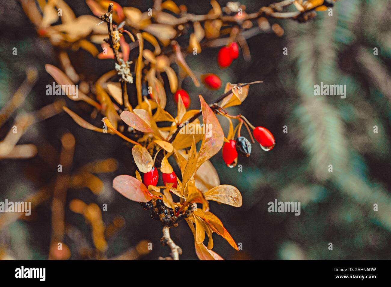 Naturaleza la cosecha de otoño colores rojo Foto de stock