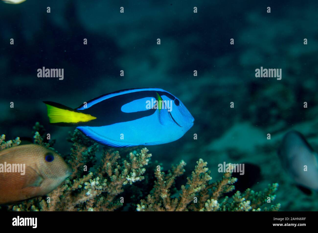 Paracanthurus hepatus es una especie de pez cirujano del Indopacífico Foto de stock