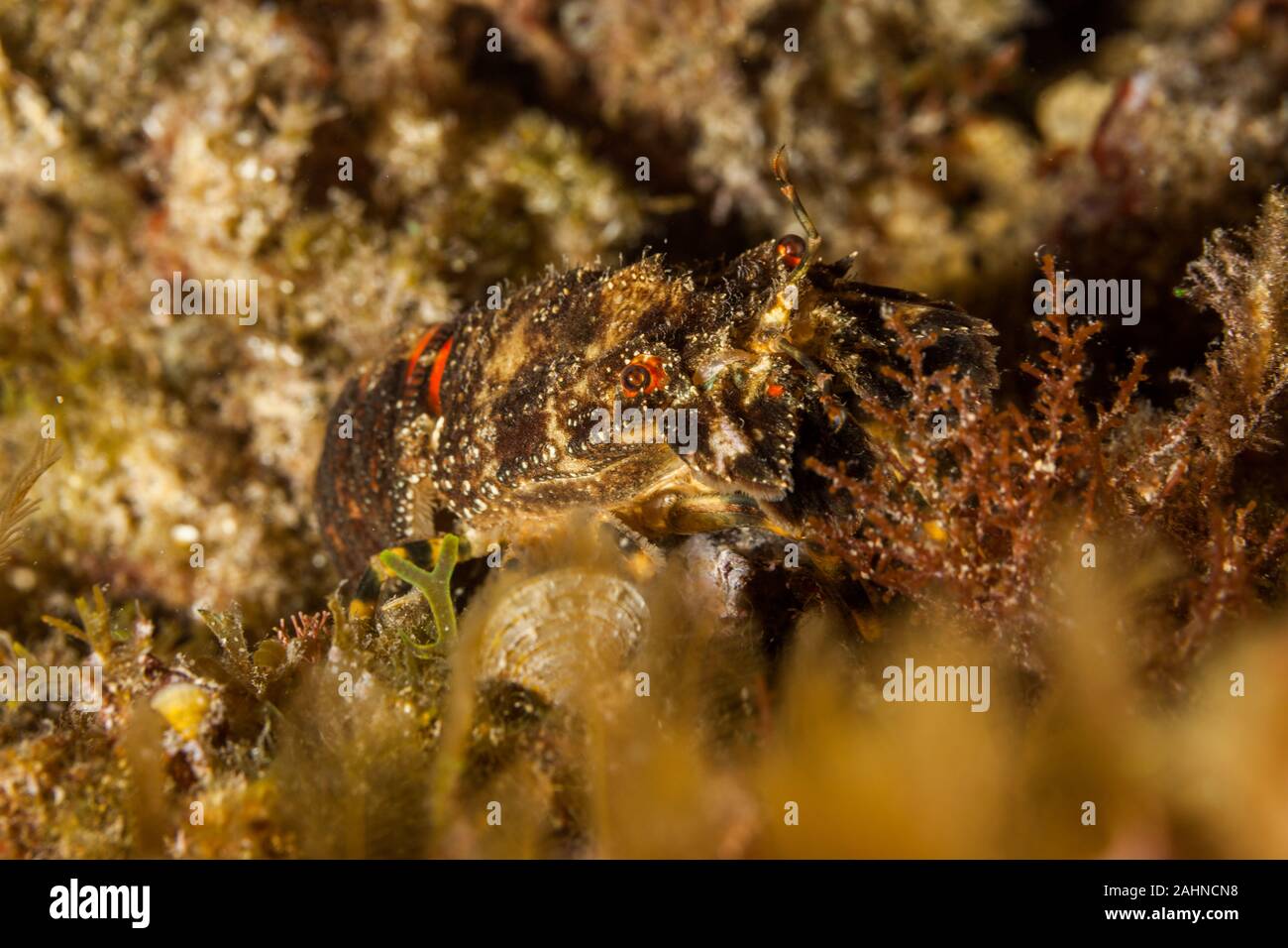 Zapatilla de langosta, langosta, bogavante europeo pequeño Scyllarus arctus Foto de stock