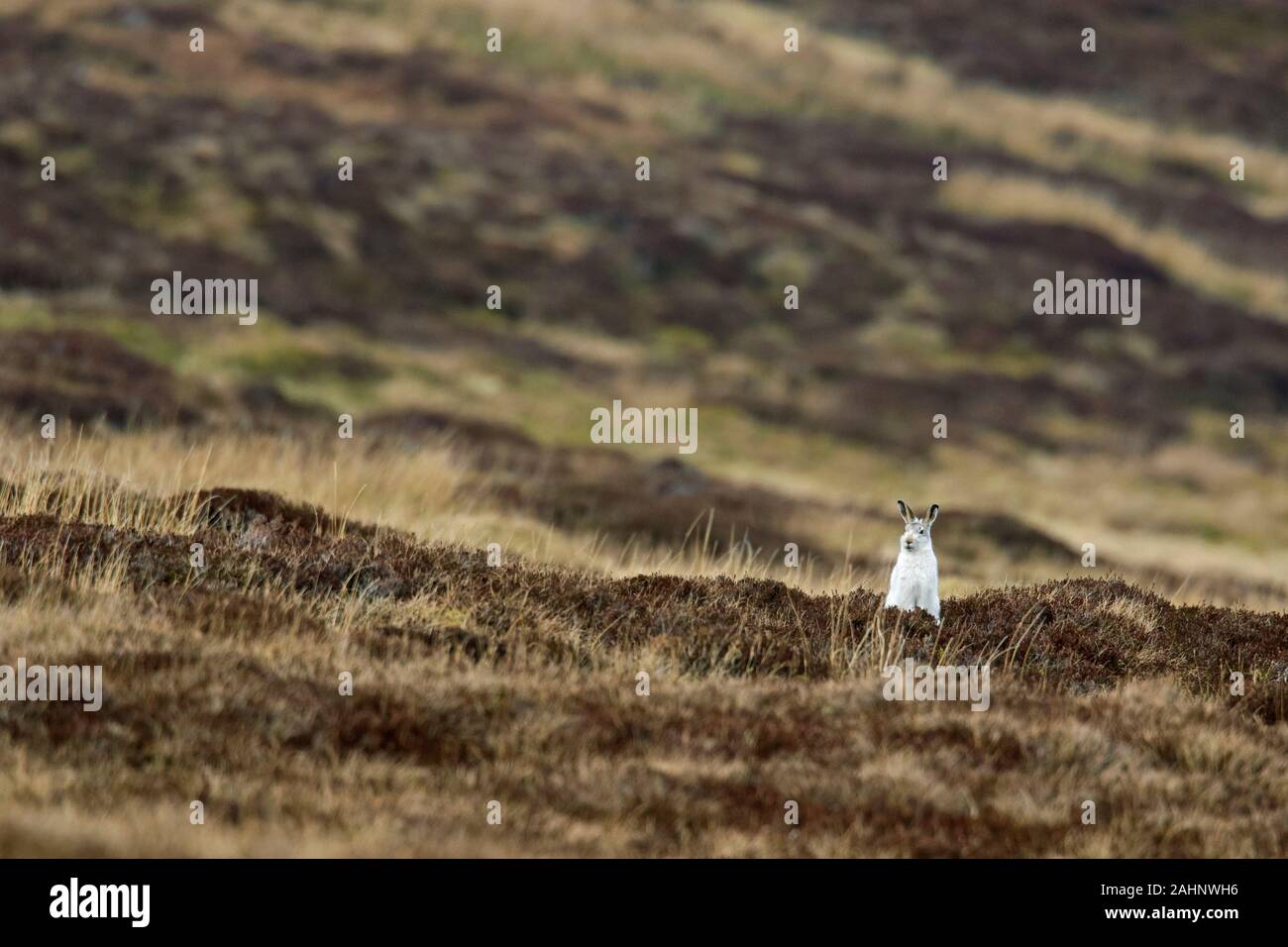 Mountain Hare Hare / nieve / alpino de la liebre (Lepus timidus) en invierno blanco pelaje forrajeando en brezales en los Cairngorms NP en primavera, Scotland, Reino Unido Foto de stock