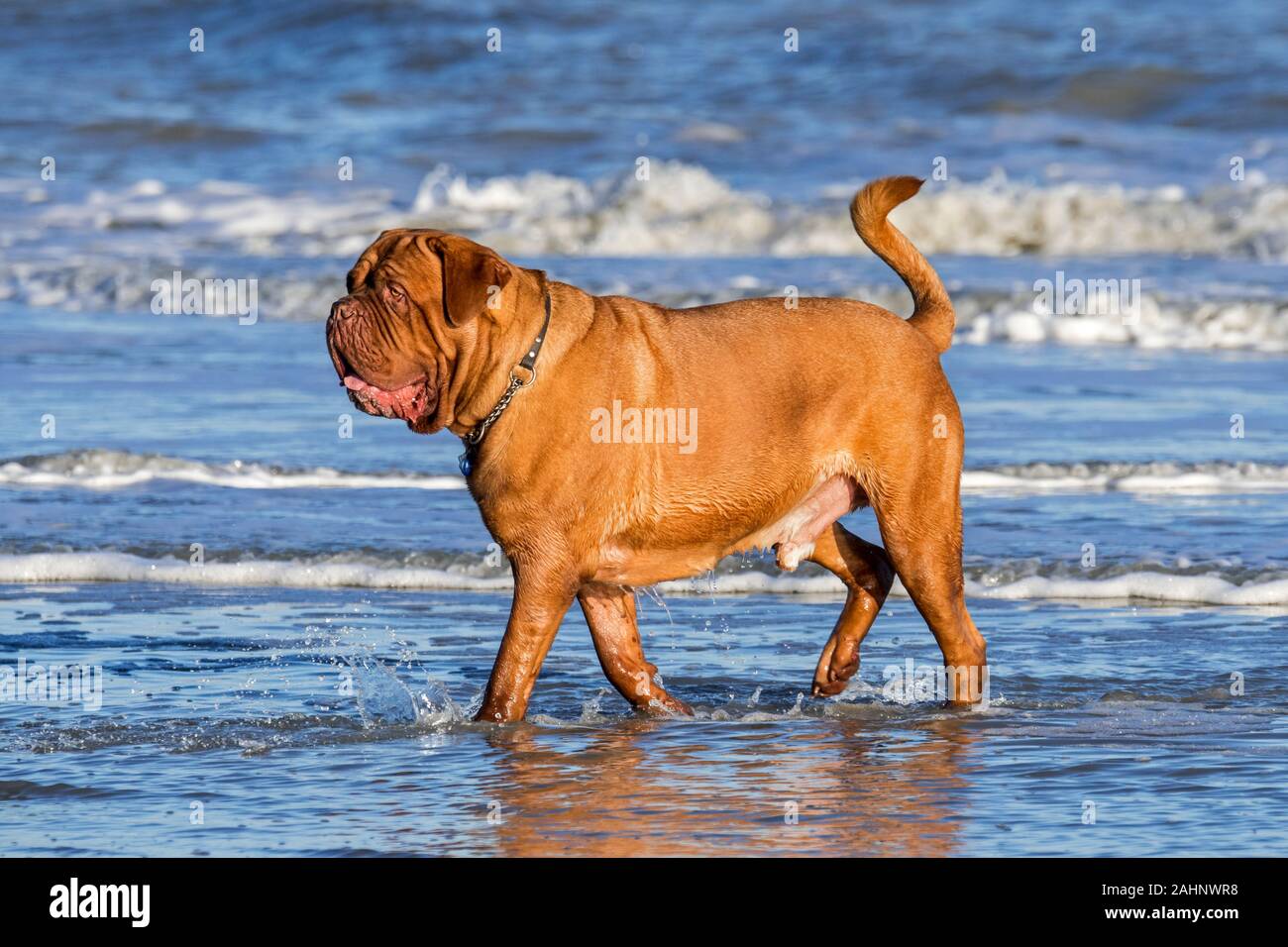 Unleashed Dogo de Burdeos / Francés / Bordeauxdog mastín, perro de raza francesa remando en el agua de mar en la costa del Mar del Norte Foto de stock