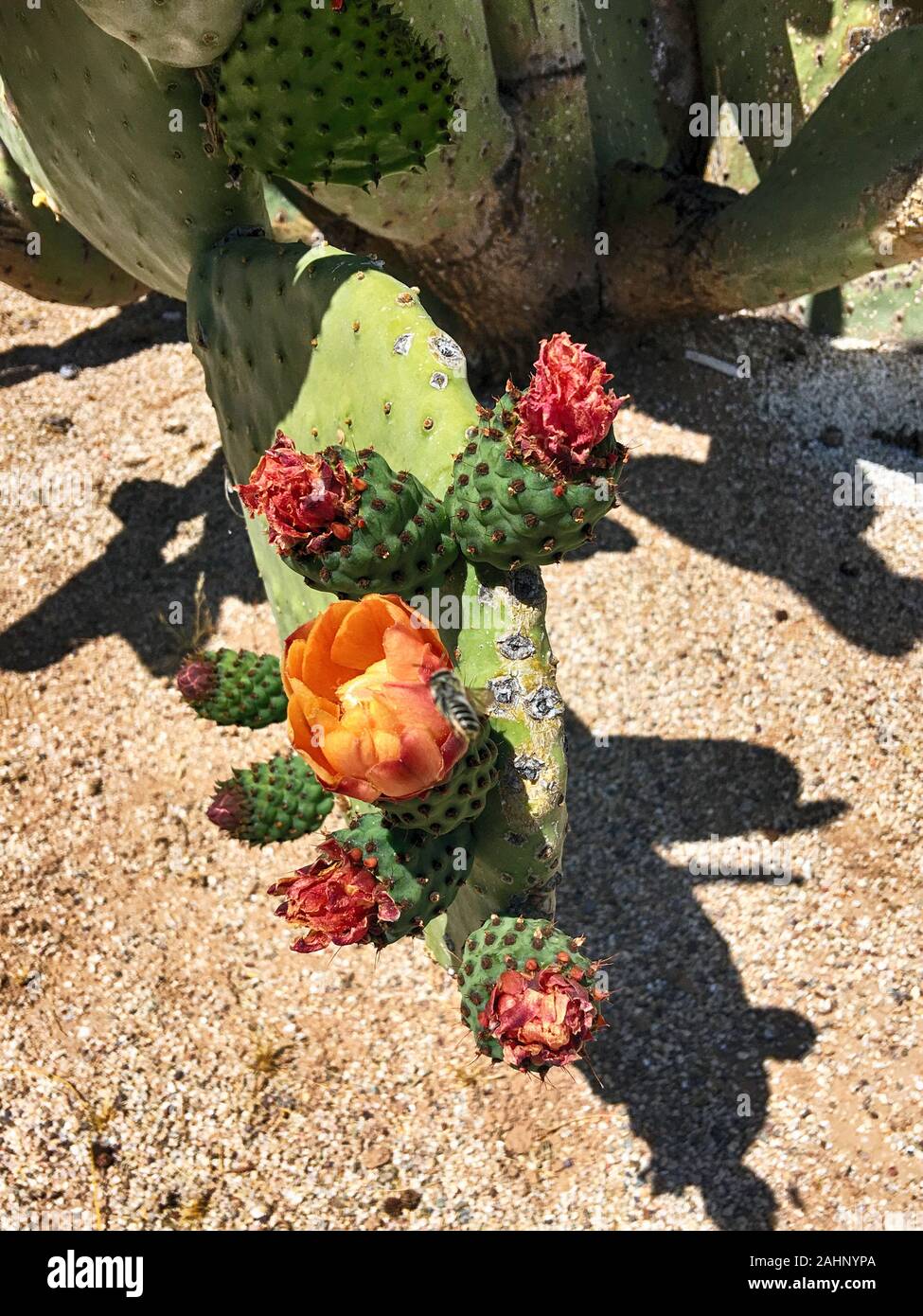 Floración spineless Nopal Nopal en Tucson AZ Foto de stock