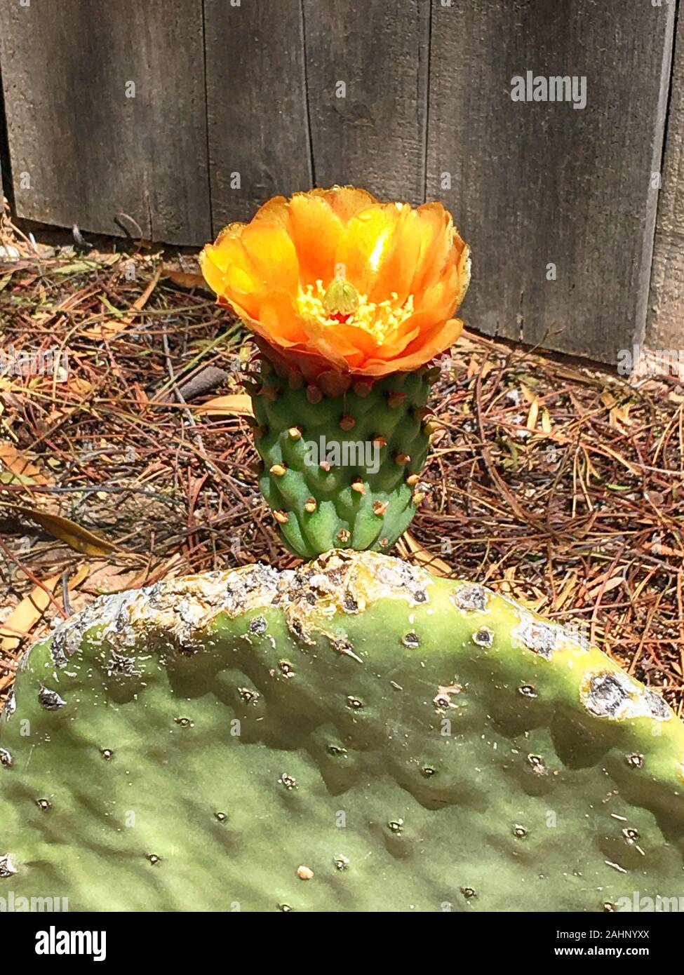 Floración spineless Nopal Nopal en Tucson AZ Foto de stock