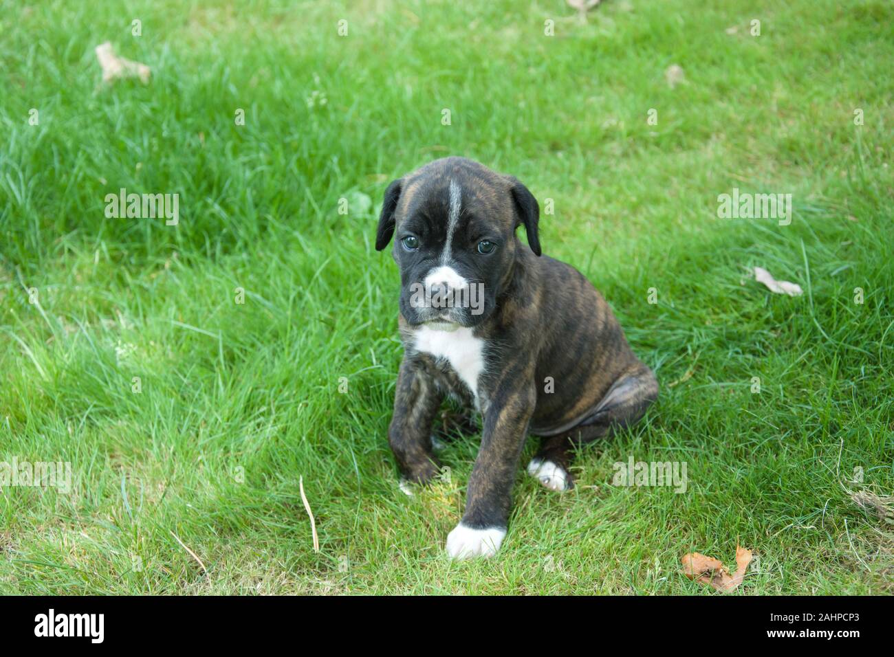 Perro Negro, cachorro boxer con una mancha blanca en la nariz sentados en  el césped Fotografía de stock - Alamy