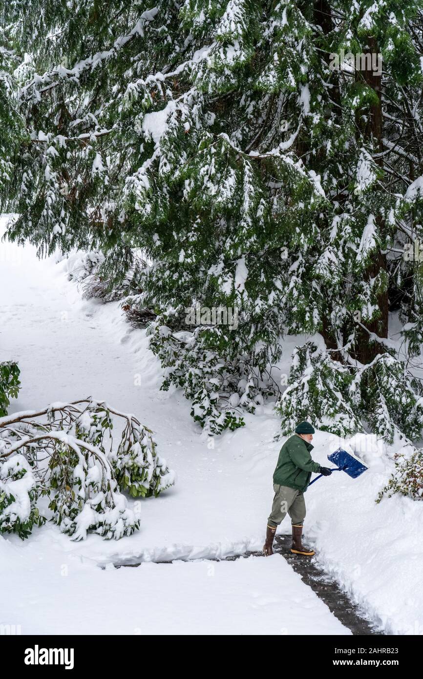 Issaquah, Washington, EE.UU. Hombre maduro apalear la nieve profunda en su camino durante una nevada. Foto de stock