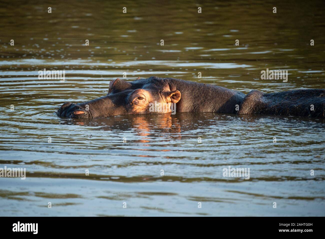 Común, hipopótamo Hippopotamus amphibius, Gondwana Game Reserve, Sudáfrica Foto de stock