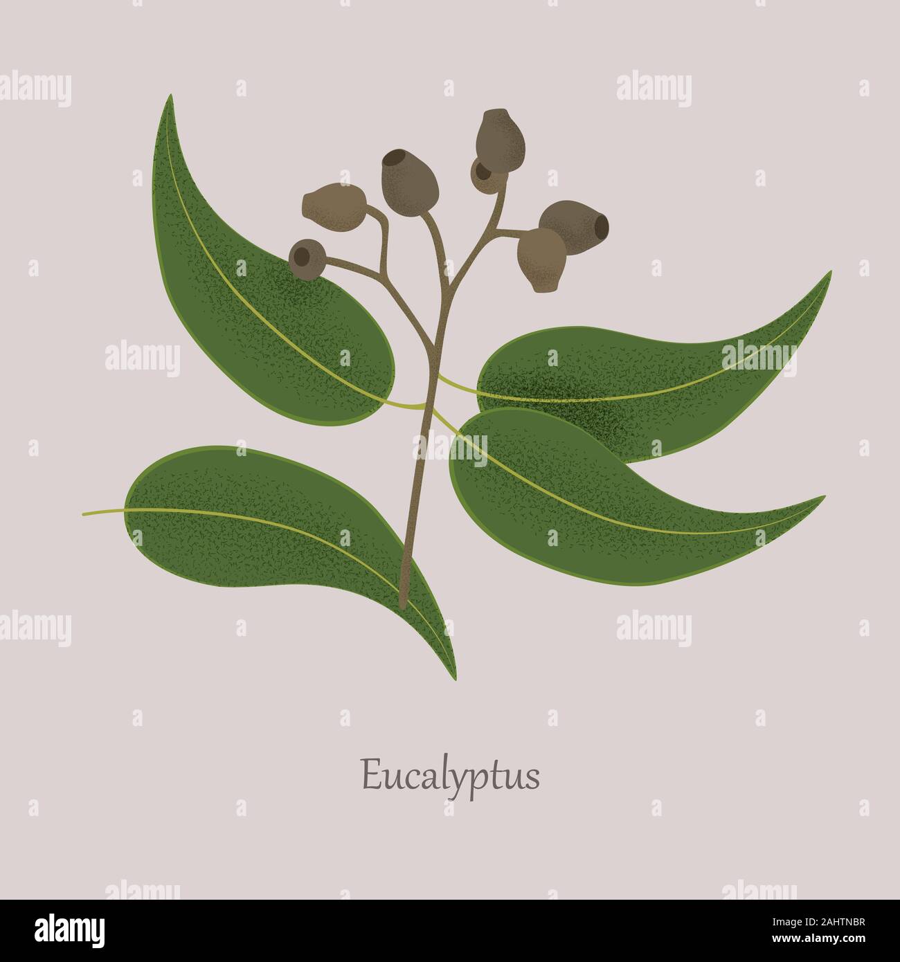 Plantas medicinales, las semillas, las hojas de eucalipto en una rama