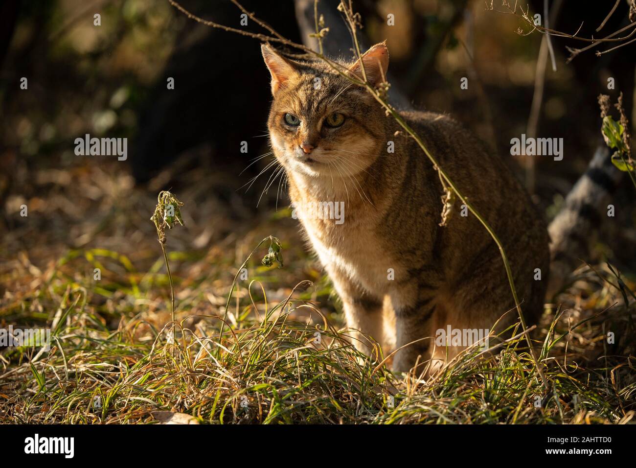 Gato salvaje africano, Felis silvestris lybica, Emdoneni, Sudáfrica Foto de stock