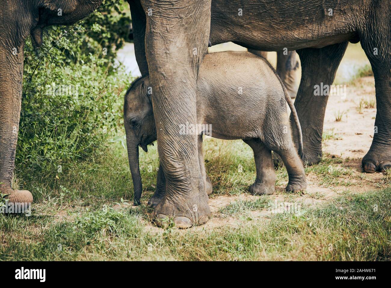 Madre elefante con el bebé. La fauna silvestre en Sri Lanka. Foto de stock