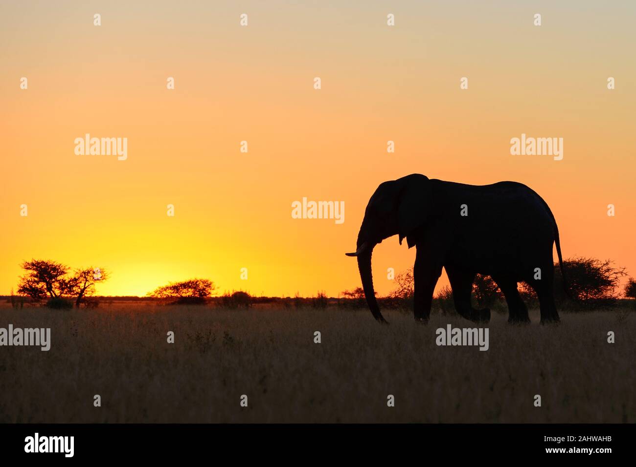 Sonnenuntergang, silueta Afrikanischer Grosselefant, Nxai Pan Nxai Pan, Parque Nacional, Botswana / Afrikanischer Grosselefant, Elefanten, (Loxodonta Foto de stock