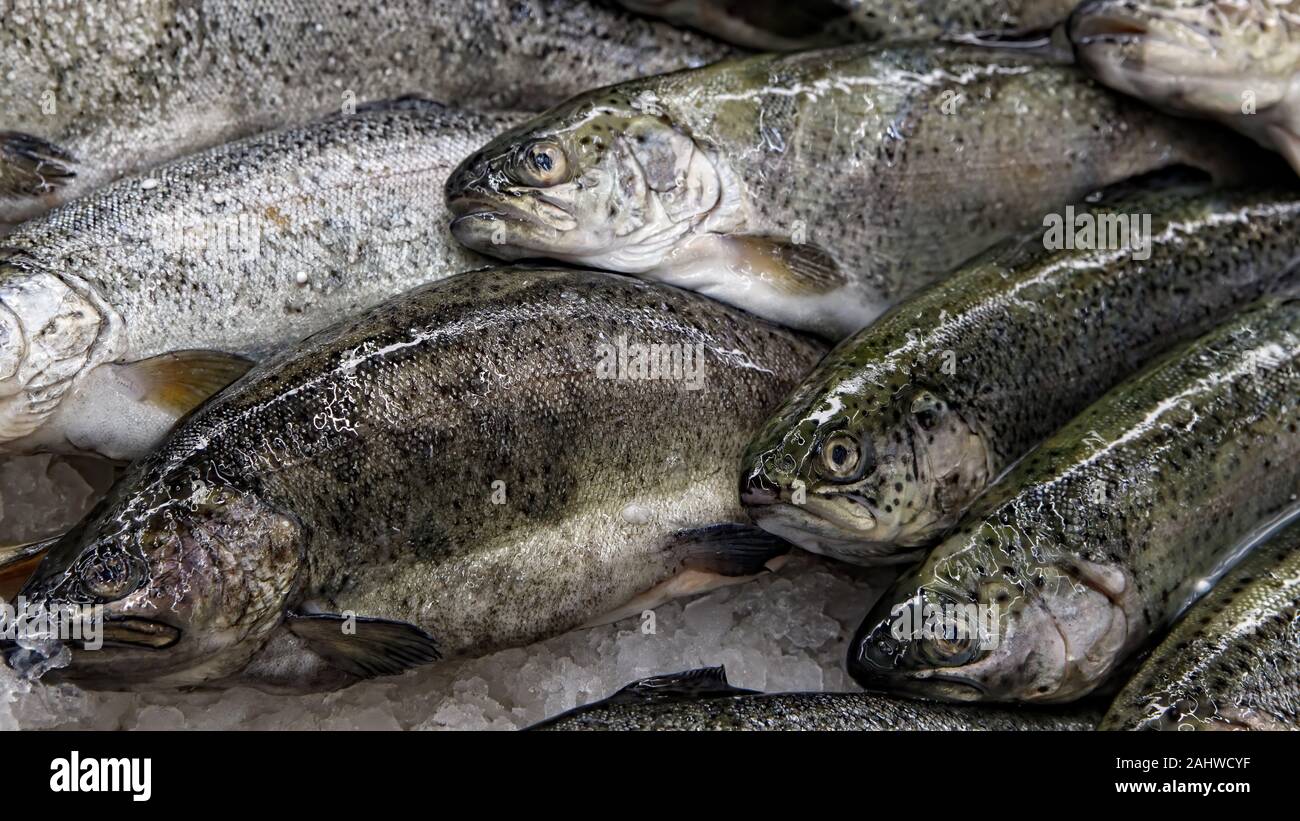 Pescado congelado, cierre el pescado fresco en el cubo de hielo o pescado  congelado en el supermercado uso para el fondo de alimentos crudos  Fotografía de stock - Alamy