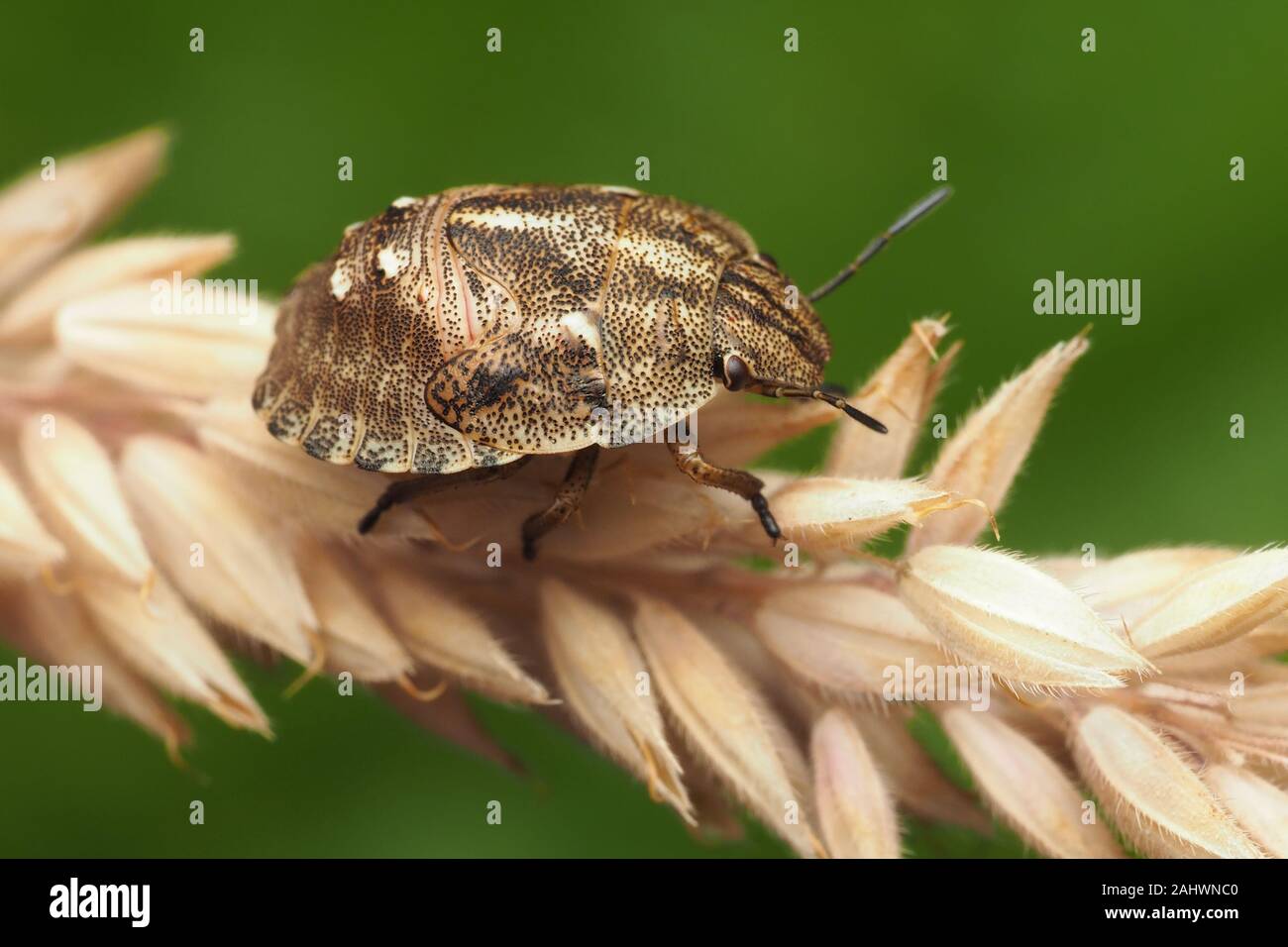 Tortuga (Eurygaster Shieldbug ninfa testudinaria) posado sobre la cabeza de semilla de pasto. Tipperary, Irlanda Foto de stock