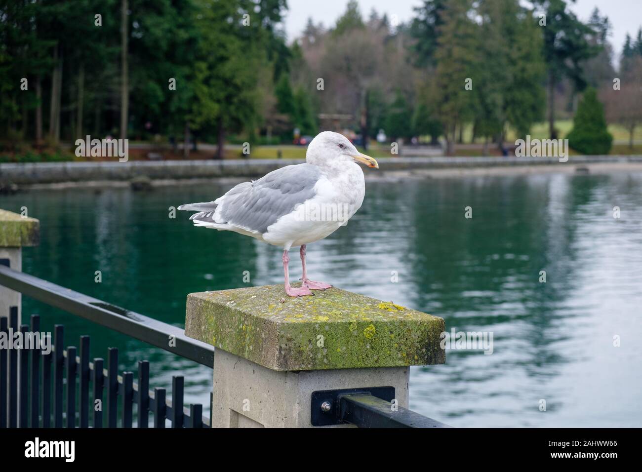 Gaviota, Stanley Park, Vancouver, British Columbia, Canadá Foto de stock