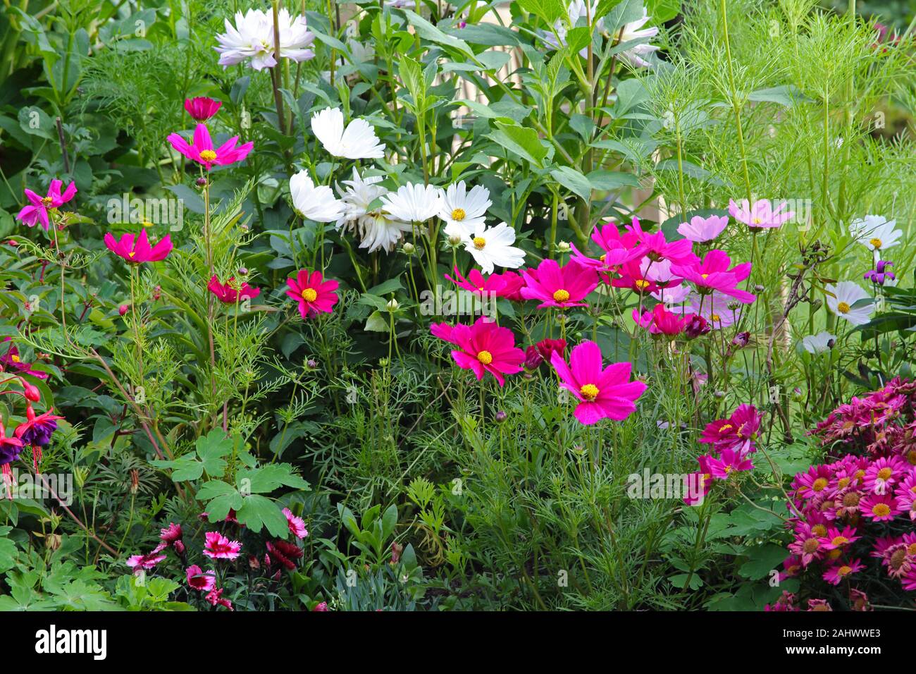 Cosmos, Dalia y flores de color fucsia en garden border en inglés country garden. Foto de stock