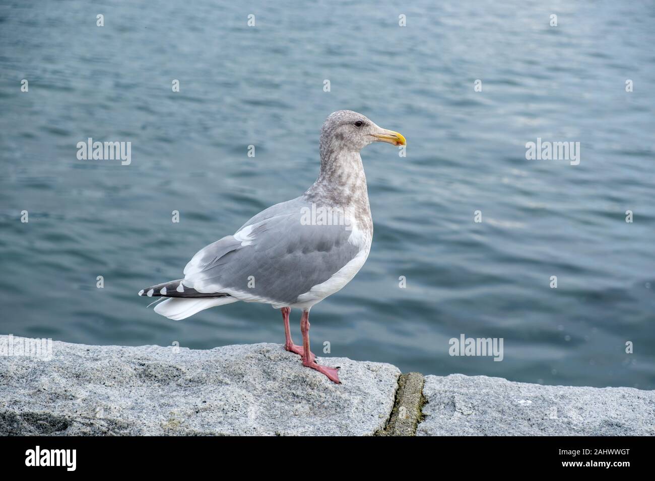 Gaviota, Stanley Park, Vancouver, British Columbia, Canadá Foto de stock