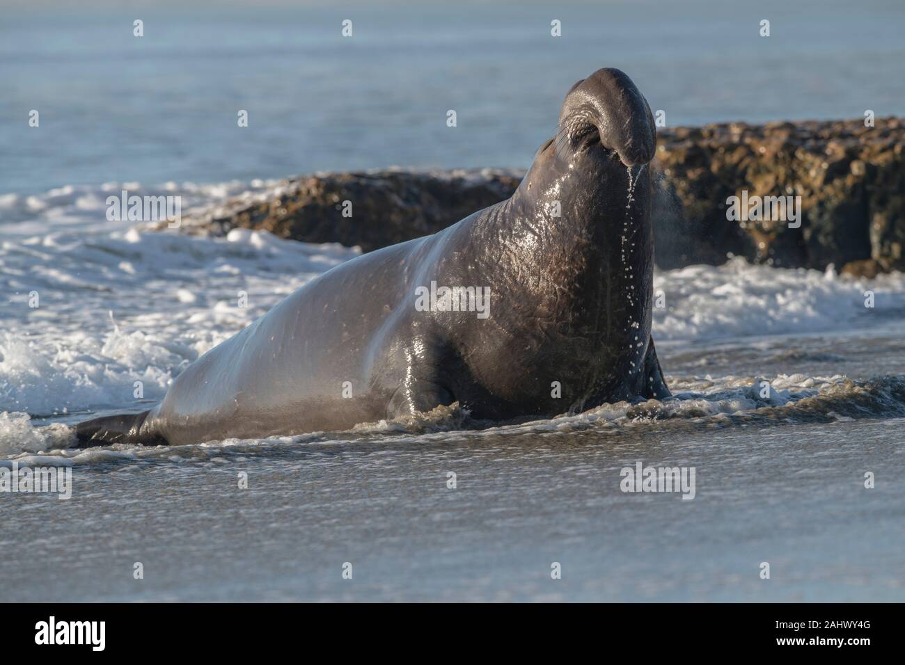 Bull Elephant Seal, Point Reyes, California Foto de stock