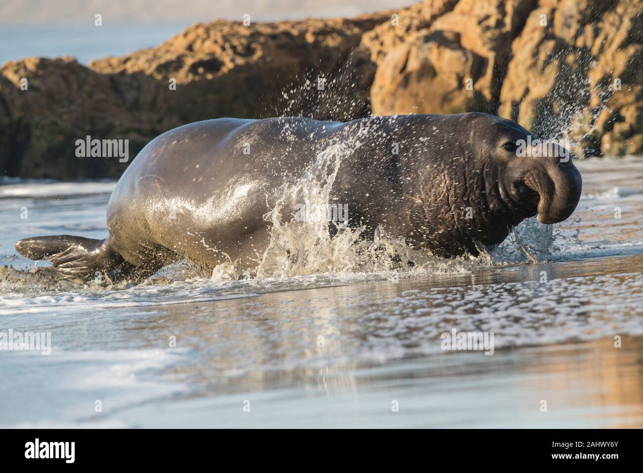 Bull Elephant Seal, Point Reyes, California Foto de stock