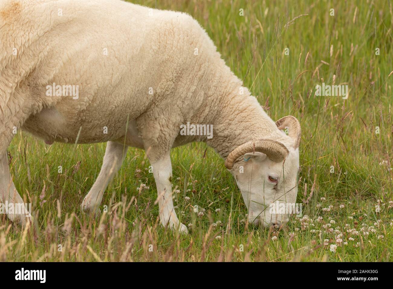 White-Faced Woodland, oveja de raza, el pastoreo en los pastizales en Orford Ness, Suffolk. Foto de stock