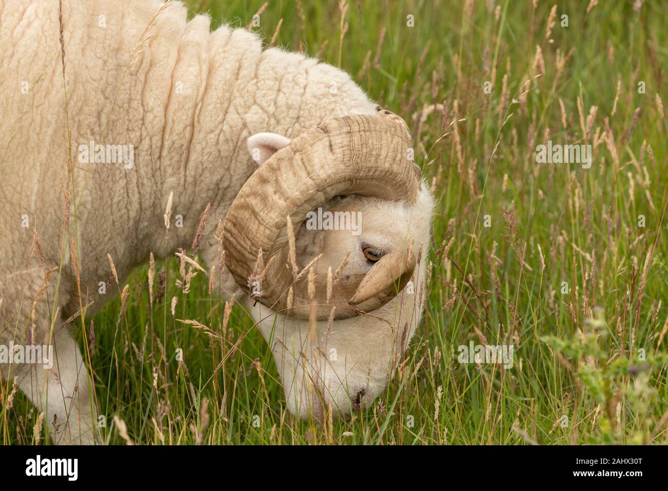 White-Faced Woodland, oveja de raza, el pastoreo en los pastizales en Orford Ness, Suffolk. Foto de stock