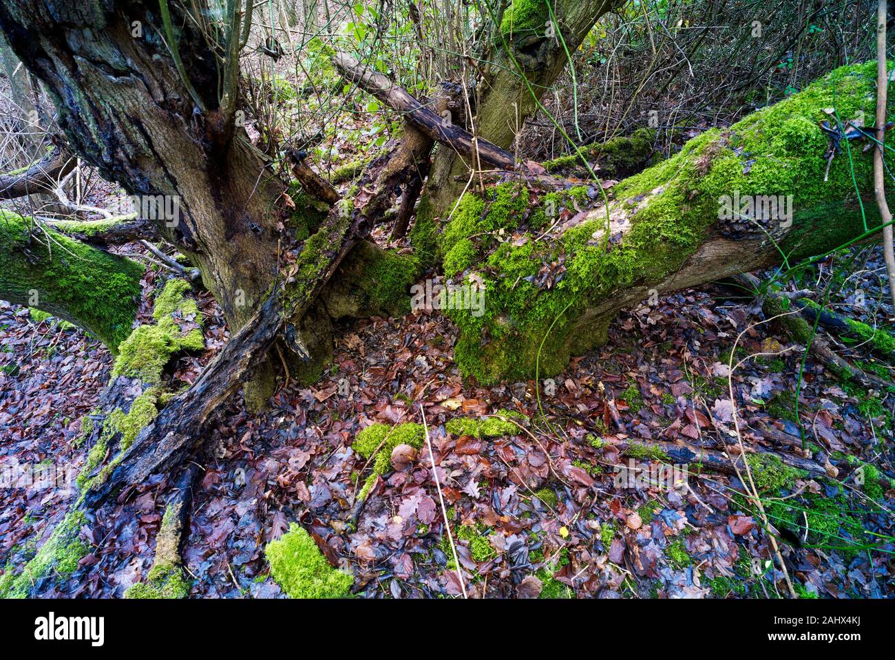 Paisaje de bosques en la zona de Beacon Wood Country Park de Kent en invierno, Inglaterra, Reino Unido, Europa Foto de stock