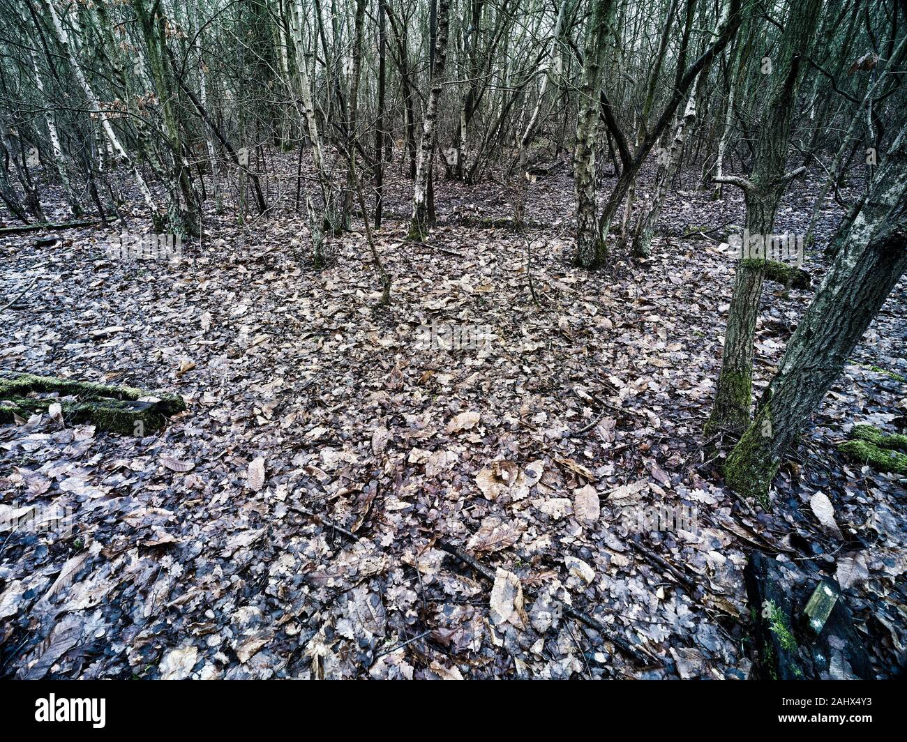 Paisaje de bosques en la zona de Beacon Wood Country Park de Kent en invierno, Inglaterra, Reino Unido, Europa Foto de stock
