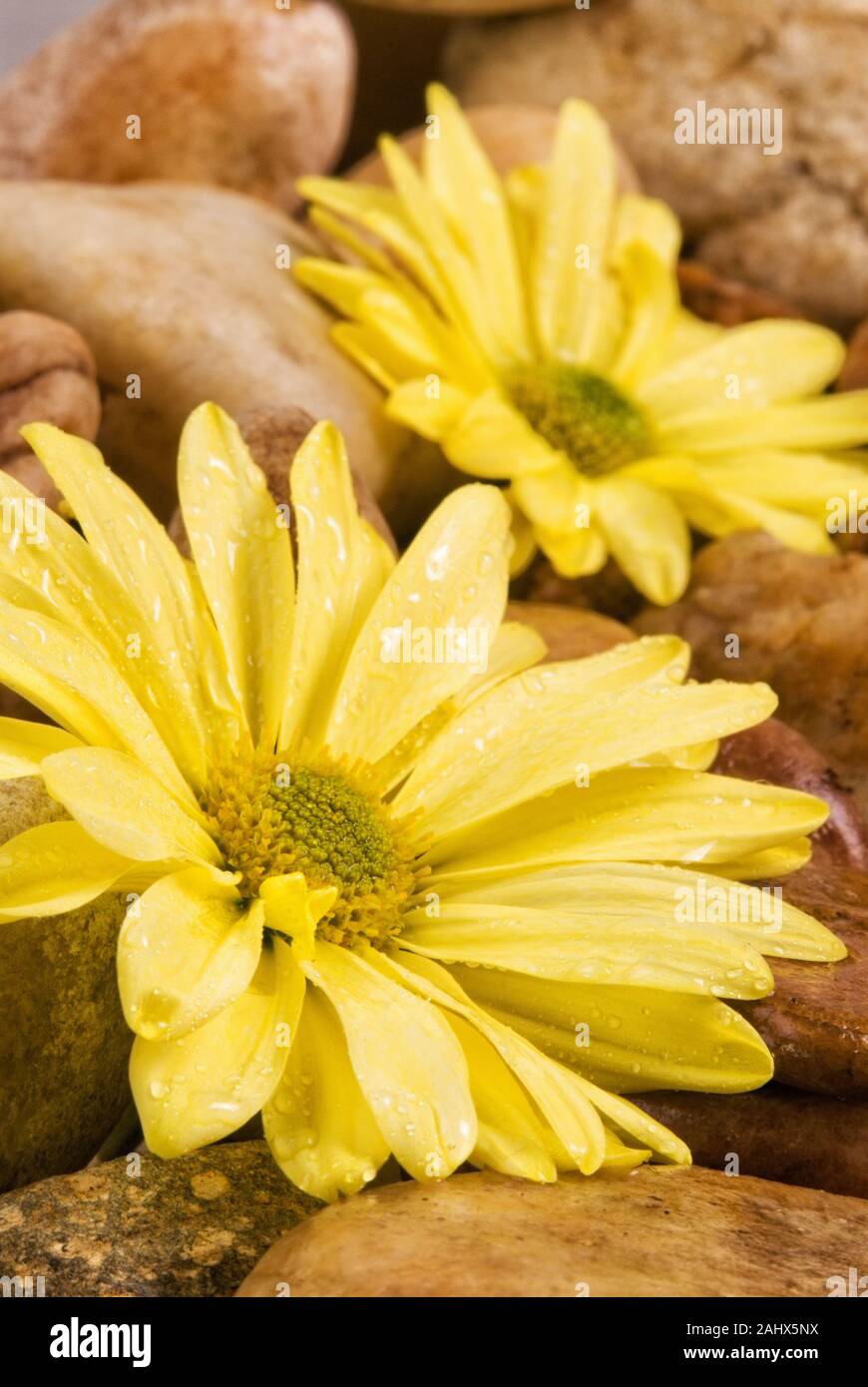 Margarita En Las Rocas Fotos e Imágenes de stock - Alamy
