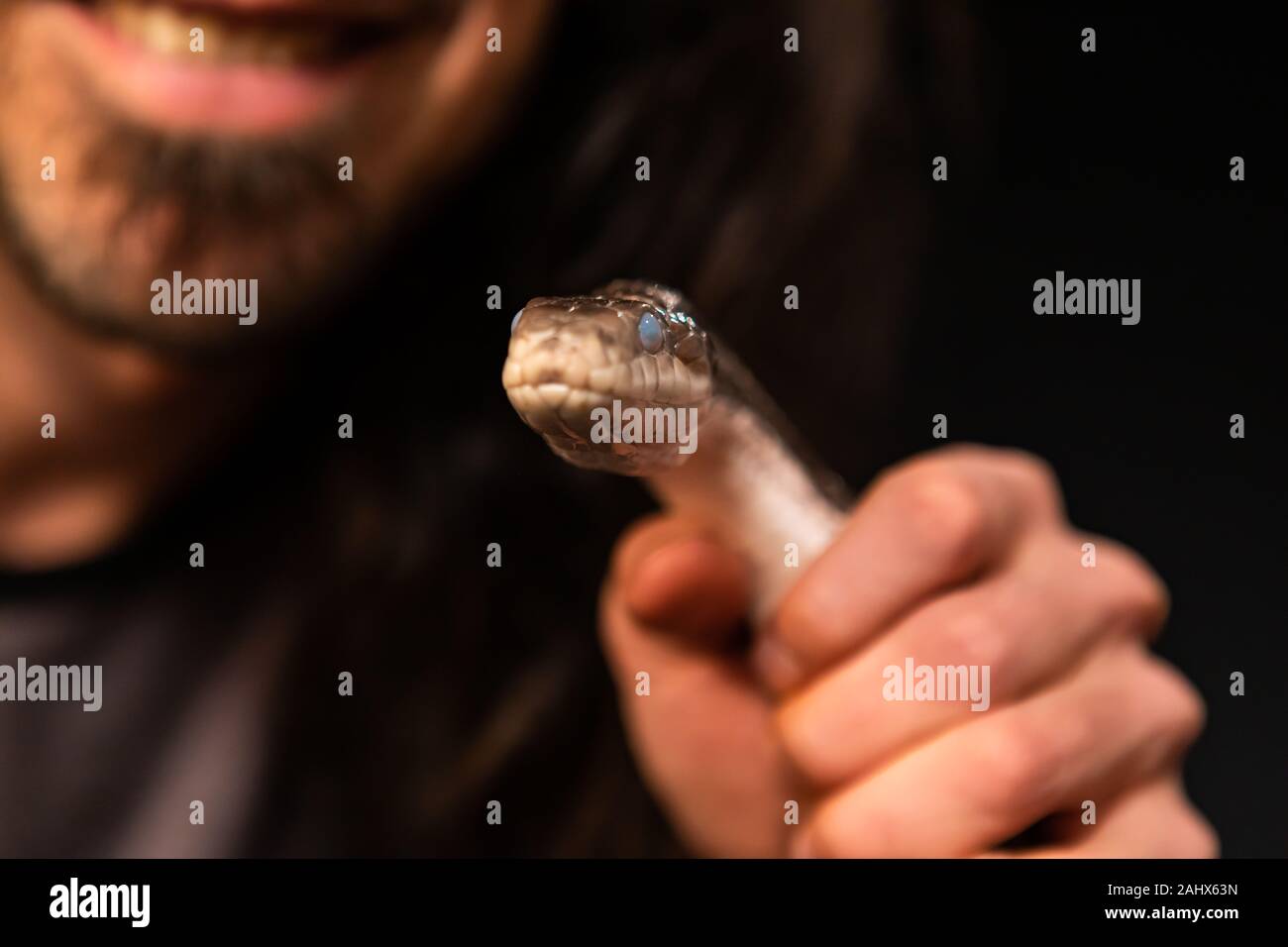 Pet rat snake se celebraron en el mans mano en studio, fuera de foco propietario con fondo negro material enfoque selectivo profundidad de campo Foto de stock