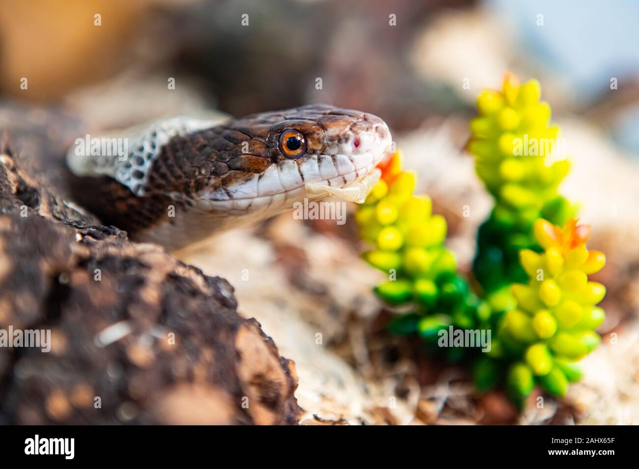 Closeup shot con el enfoque selectivo de la cabeza de serpiente de mascota como se desprende de su piel. Sly serpiente derramando sobre virutas de madera y plantas en su gabinete. Foto de stock