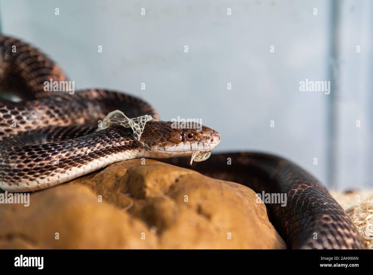 Closeup shot con el enfoque selectivo de la cabeza de serpiente de mascota como se desprende de su piel. Sly serpiente derramando sobre estructura de piedra en su recinto de vidrio Foto de stock