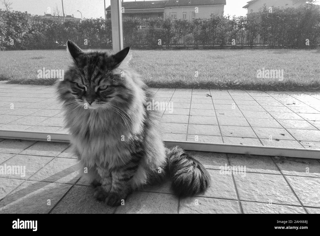 Gato atigrado marrón de raza siberiana con pelo largo, hipoalergénica animal de ganado Foto de stock