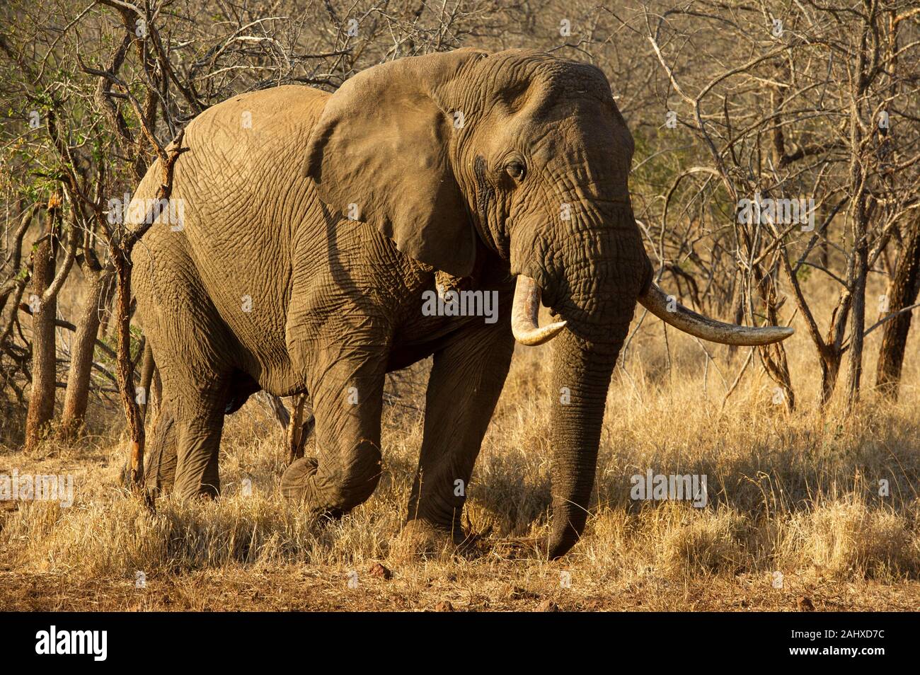 Bull, el elefante africano Loxodonta africana africana, la Reserva de Caza de Manyoni, Sudáfrica Foto de stock