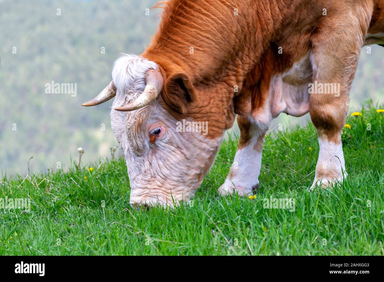 Closeup bull en campo de pastoreo de montaña retrato en Tornik, Zlatibor, Serbia. Foto de stock