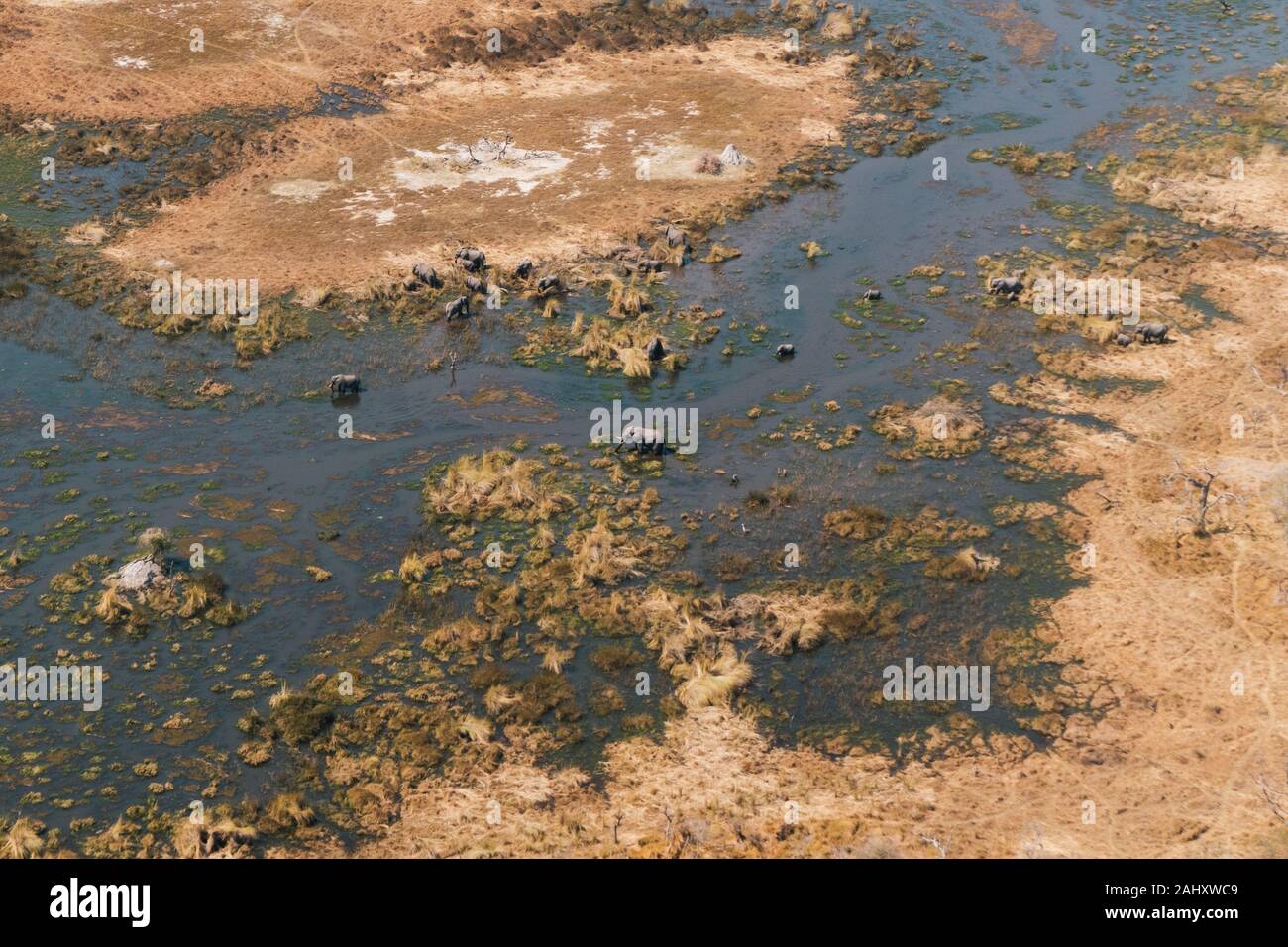 El Delta del Okavango Antena con rebaño de elefantes que pastan en un pantano o río rodeado por tierras áridas Foto de stock