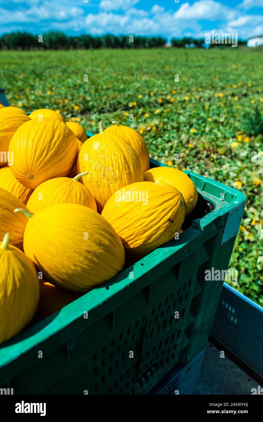 Melón amarillo canario en jaula cargado en camión desde la finca.  Transporte melones de la plantación. Día soleado Fotografía de stock - Alamy