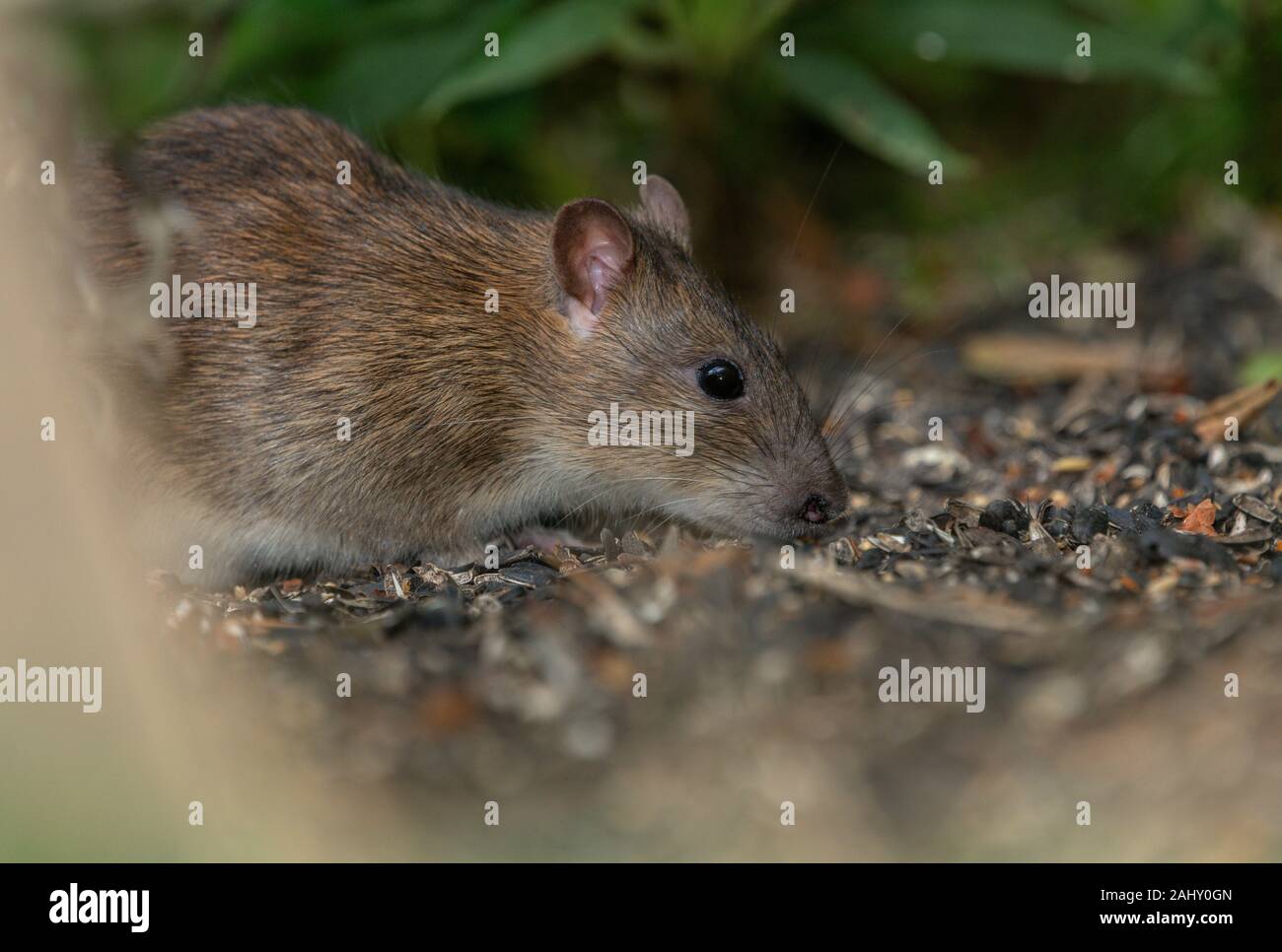 Brown, rata Rattus norvegicus, alimentando el jardín debajo de un pájaro, en Dorset. Foto de stock