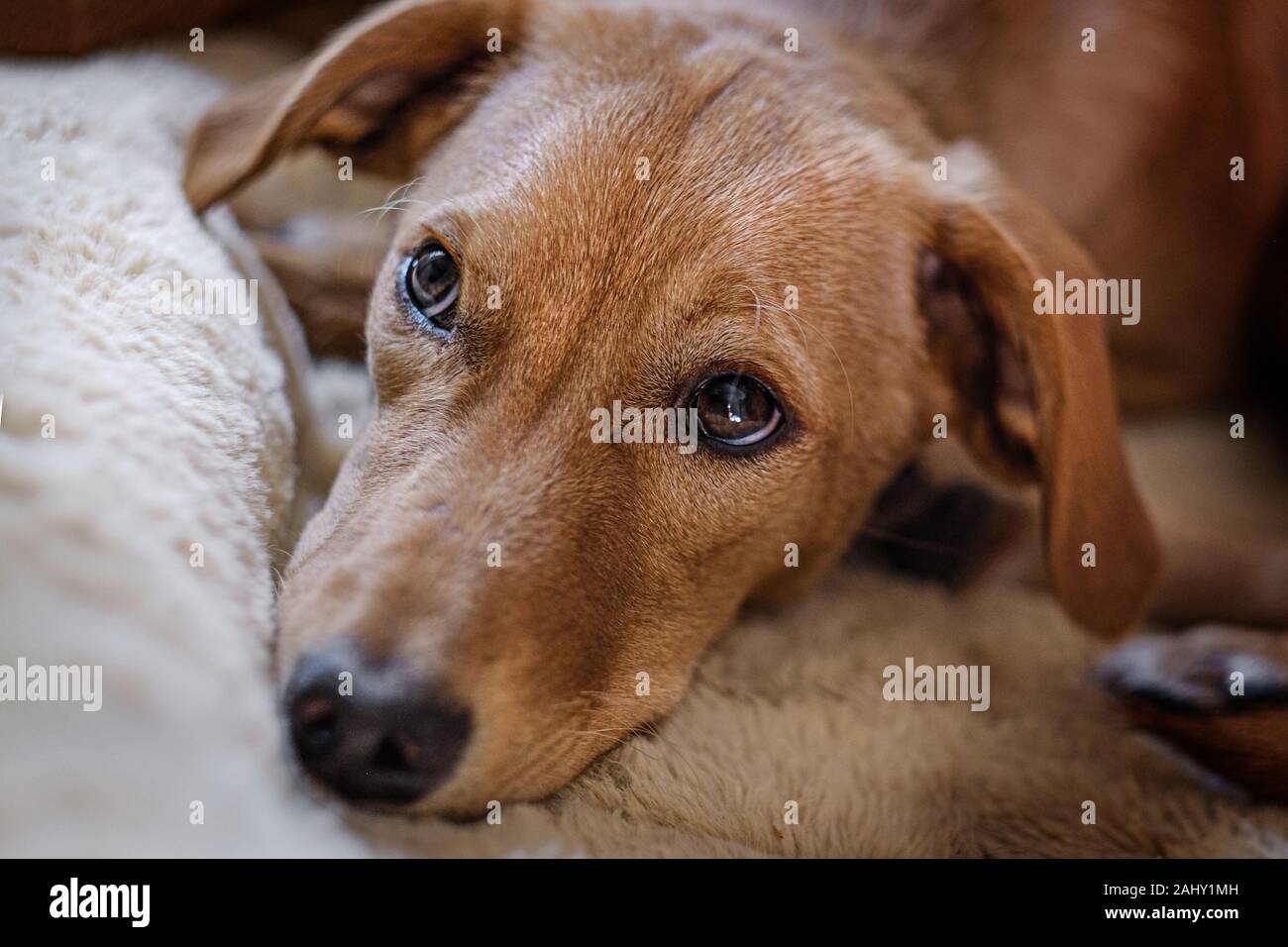 Un alto ángulo de visualización retrato de un joven perro Podenco Foto de stock